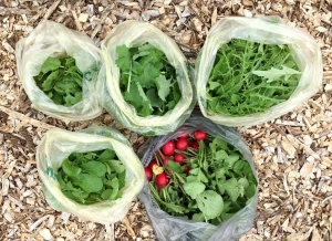 Garden Harvest